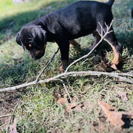 Catahoula Leopard Dog Puppies from Double A Catahoulas