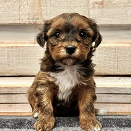 Puppy 2 - Fawn sable female Havapoo puppy in Brooksville, Florida from Kruger Doodles