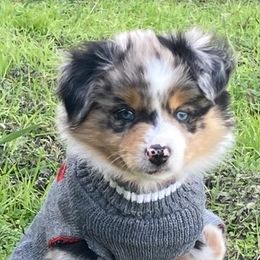 Miniature Australian Shepherds from Angela's Miniature Australian Shepherds