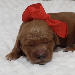 Ruby Red Female - Dark golden female Golden Retriever puppy in Norman, Oklahoma from Raised Right Pups