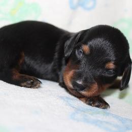 Boy 2 - Black and tan male Dachshund puppy in Craig, Colorado from Rocky Mountain Shih Tzus and Dry Creek Miniature Dachshunds