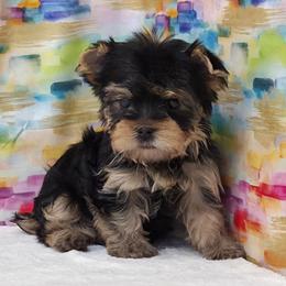 Toby - Blue and gold male Yorkshire Terrier puppy in Monticello, Iowa from Ashley’s Puppies