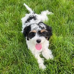 Savannah - Tri-color female Cavapoo puppy in Saratoga Springs, Utah from Joyler Puppies
