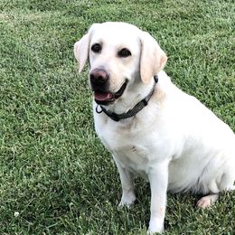 Labrador Retrievers from Marshland Labradors