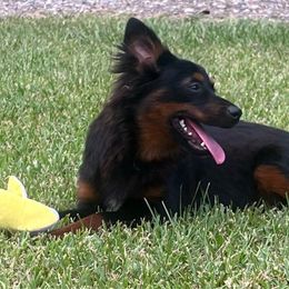 Blossom - Black tri female Toy Australian Shepherd puppy in Sulphur, Louisiana from Triple J Aussies and Corgis