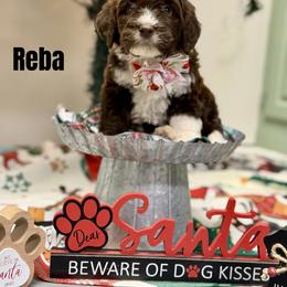 Reba - Brown and white female Bernedoodle puppy in Winfield, Alabama from Rose Lane Doodles
