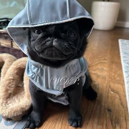 Pug Puppies from Willow Dove Pugs