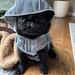 Pug Puppies from Willow Dove Pugs