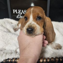 Robin - Mahogany and white female Basset Hound puppy in Pleasant Lake, Michigan from Pleasant Bay Basset Hounds