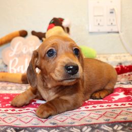 Dachshund Puppies from Kingpin Doxies