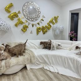 Goldendoodle Puppies from Soni the Doodle