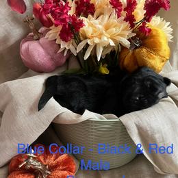Blue Collar - Black and red male German Shepherd puppy in Saint Charles, Missouri from Lowemond German Shepherds