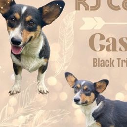 American Corgis from Mommy & Me Corgi’s