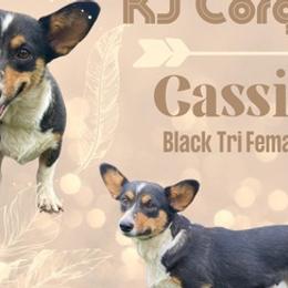 American Corgis from Mommy & Me Corgi’s