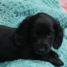 Dachshund Puppies from Boopenstein Doxies