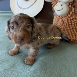 Arrow - Dapple male Dachshund puppy in Cedar City, Utah from Country Doxies
