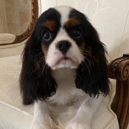 Seville - Cavalier King Charles Spaniel