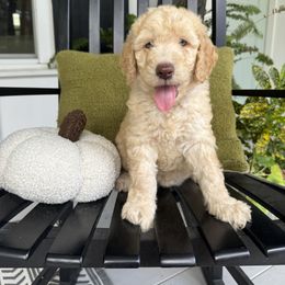 Sugar Plumb - Cream female Goldendoodle puppy in De Land, Florida from Rezapour Doodle Estate