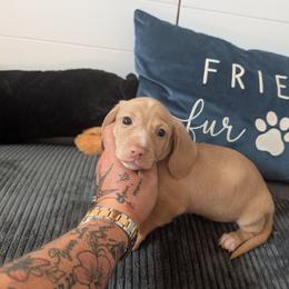 Wrangler - Cream male Dachshund puppy in Barnard, Missouri from KB Doxies