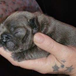 French Bulldog Puppies from 4 Leaf Frenchies
