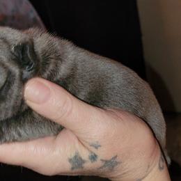 French Bulldog Puppies from 4 Leaf Frenchies