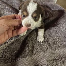 Red tri collar - Red tri female Toy Australian Shepherd puppy in Springfield, Missouri from Donnie's Miniature & Toy Australian Shepherds
