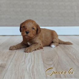 Gnocchi (Orange Collar) - Red  female Goldendoodle puppy in Guthrie, Oklahoma from Edmond Doodles, LLC