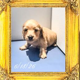 Sir Windsor - Cream male Dachshund puppy in Splendora, Texas from Ram’s Kennels