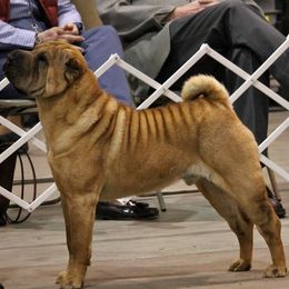 Chinese Shar-Pei puppies from Shine Shar-Pei