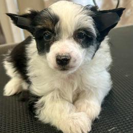 Tri girl 1 - Black white and tan female Chinese Crested puppy in Rockvale, Tennessee from Cosmic Chinese Cresteds & Wind-Echo Poodles