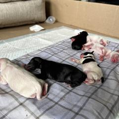 Shorkie Puppies from Lee's Pups