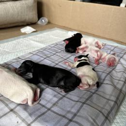 Shorkie Puppies from Lee's Pups