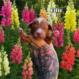 Ellie - Red  female Goldendoodle puppy in Roseburg, Oregon from Dbos Furry Friends