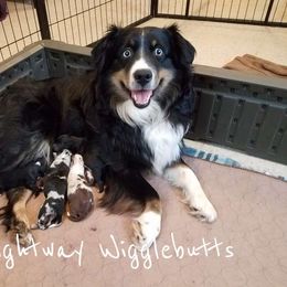 Ellie - Miniature Australian Shepherd