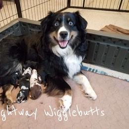 Ellie - Miniature Australian Shepherd