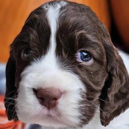 Pecan - Liver and white male English Springer Spaniel puppy in Scio, Oregon from Starlet Springers