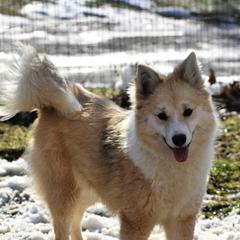 Nenet Herding Laika and Yakutian Laika Puppies from Mystic Winds Kennel