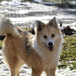Nenet Herding Laika and Yakutian Laika Puppies from Mystic Winds Kennel