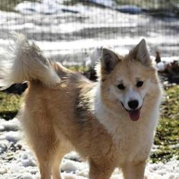 Nenet Herding Laika and Yakutian Laika Puppies from Mystic Winds Kennel
