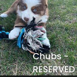 Chubs - Red tri-color male Australian Shepherd puppy in Fort Recovery, Ohio from Mud Path Australian Shepherds