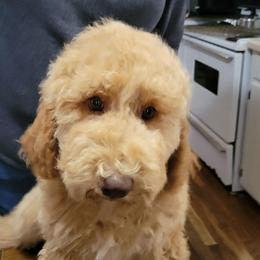 Daisy, Yellow Girl - Apricot female Goldendoodle puppy in Blountsville, Alabama from Southern Charm Goldendoodles