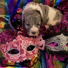 Goldendoodle Puppies from Goodyear golden doodles