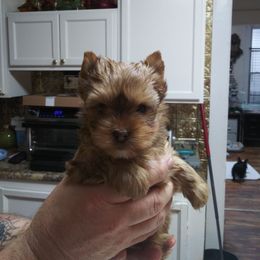 Yorkshire Terrier Puppies from Dare to Dream Yorkies