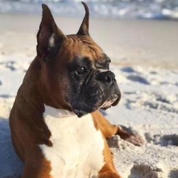 Boxer Puppies from Archangel Boxers