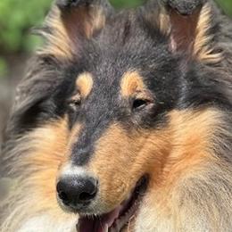 Luca - Collie
