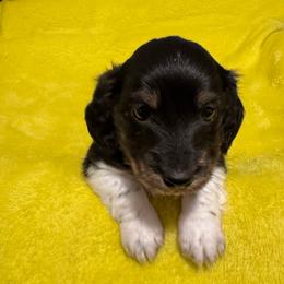 George - Piebald male Dachshund puppy in Avinger, Texas from Lone Star Longhair Dachshunds