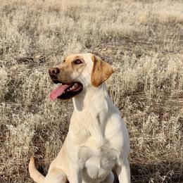 Joe - Labrador Retriever