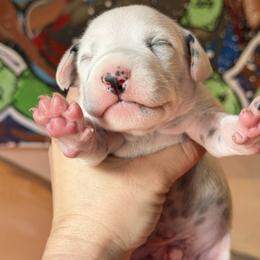 Male 2 - White and black male Dalmatian puppy in Lake Mathews, California from Bully Market
