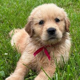 Wren (Pink) - Golden female Golden Retriever puppy in Franklin, West Virginia from Wildmour K9