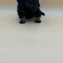 Bonnie - Black and tan female Dachshund puppy in Porterville, California from Desert Dynasty